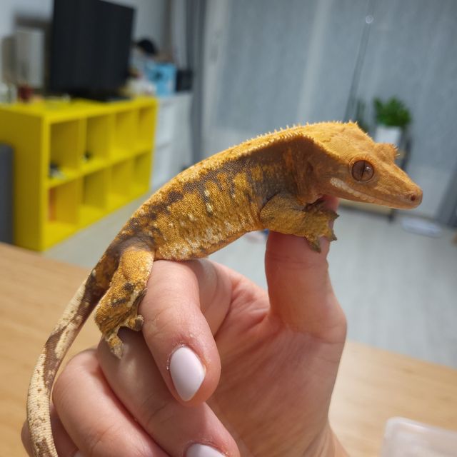 익스트림할리퀸 텐저린
