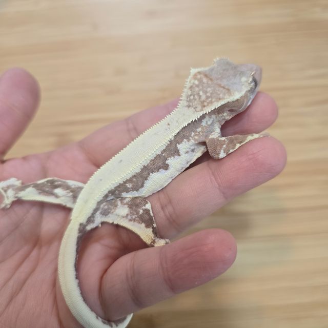 프라푸치노