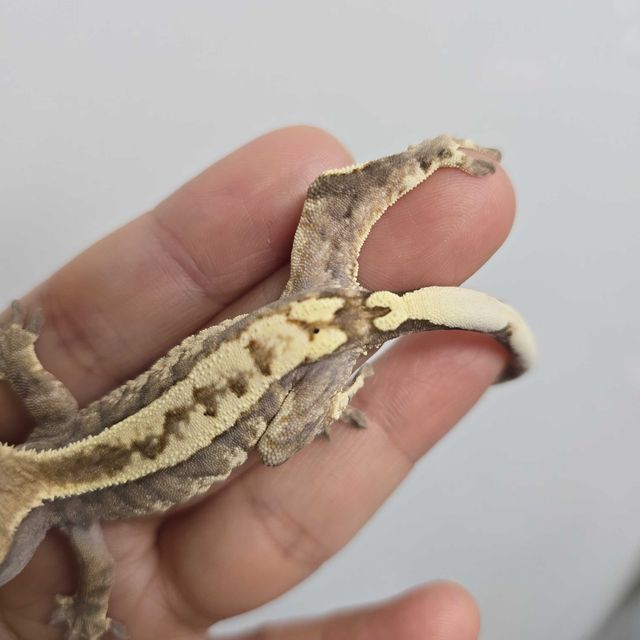 카푸치노