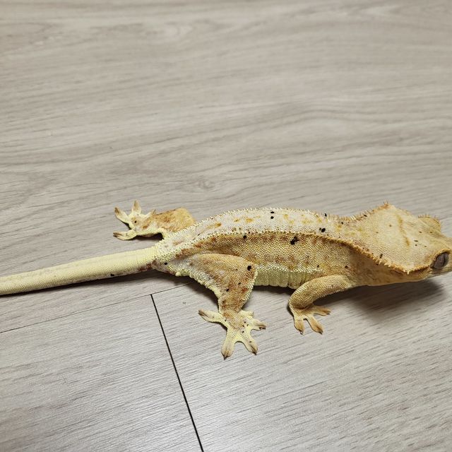릴리화이트 팬텀 크림 달마시안