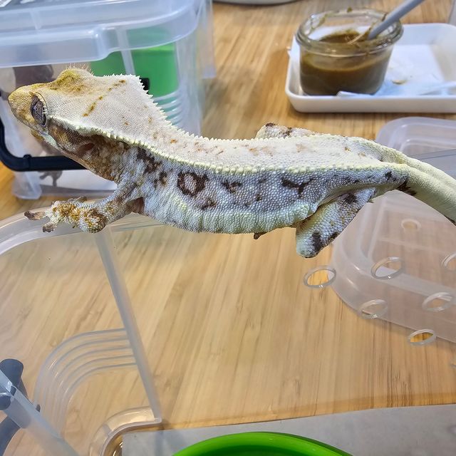 릴리화이트 화이트스팟