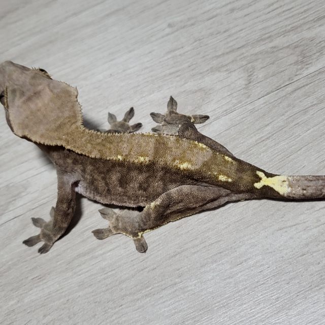 카푸치노