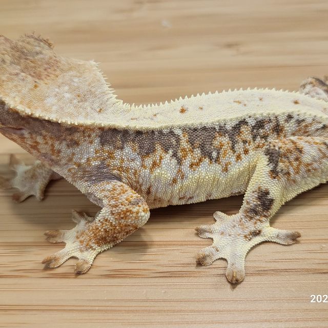 릴리화이트 트라이 텐저린