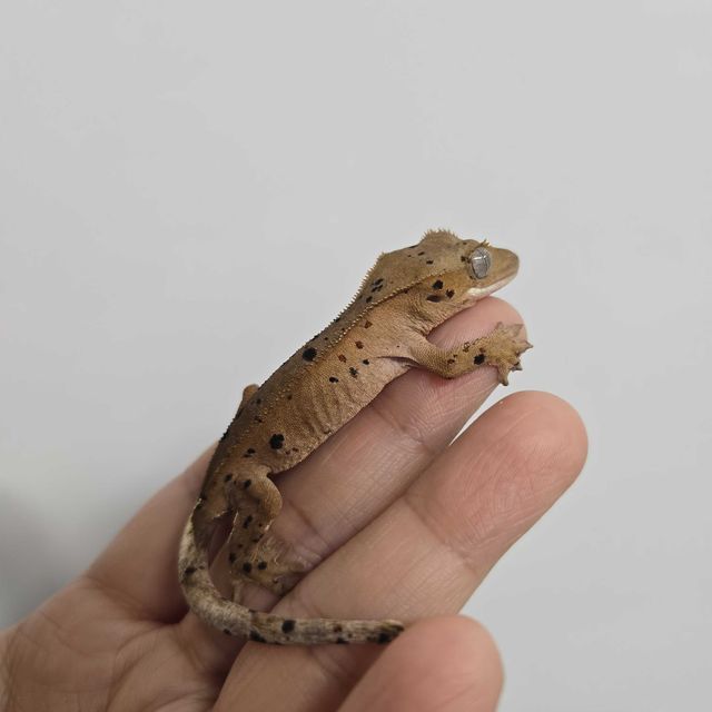 달마시안