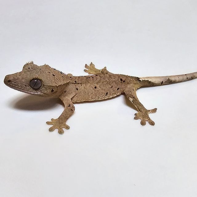 달마시안