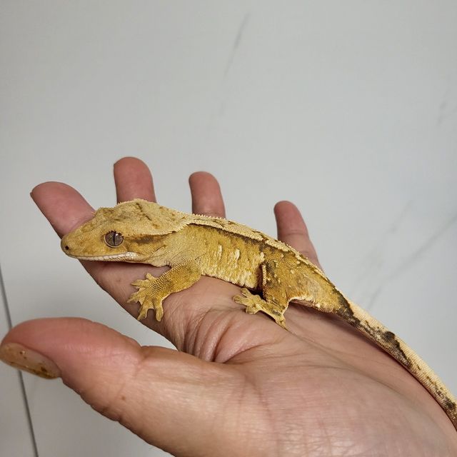 브린들 옐로우