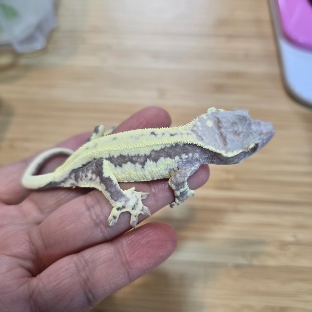 프라푸치노