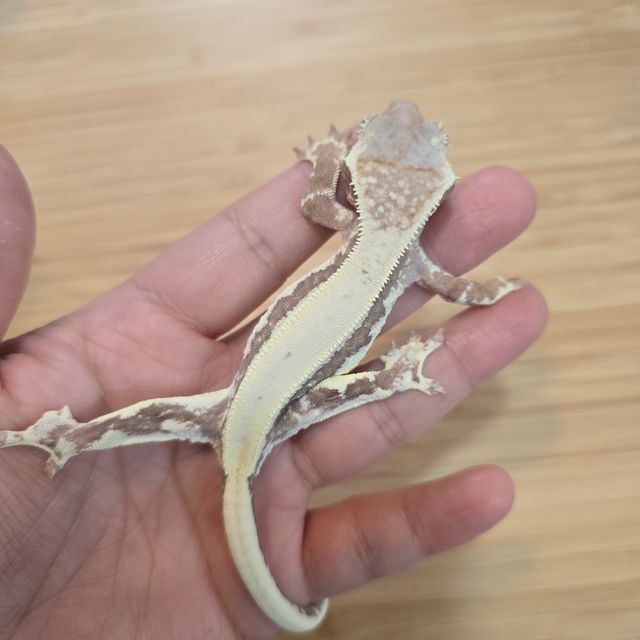 프라푸치노
