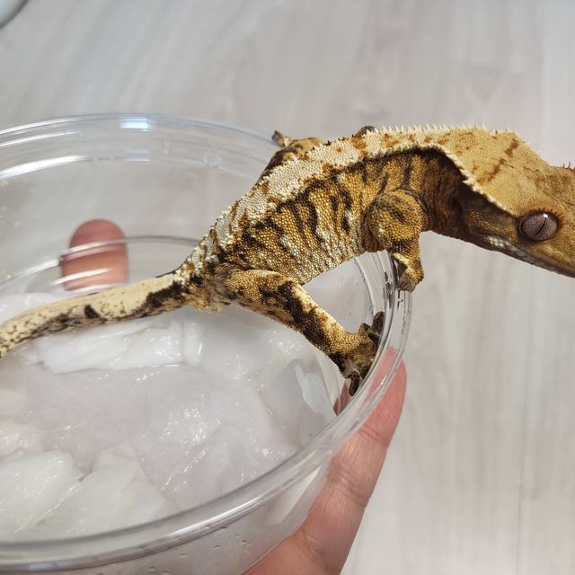 트라이 익스트림할리퀸 텐저린