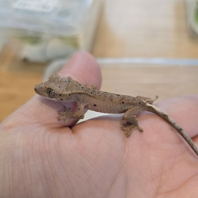 노멀 달마시안
