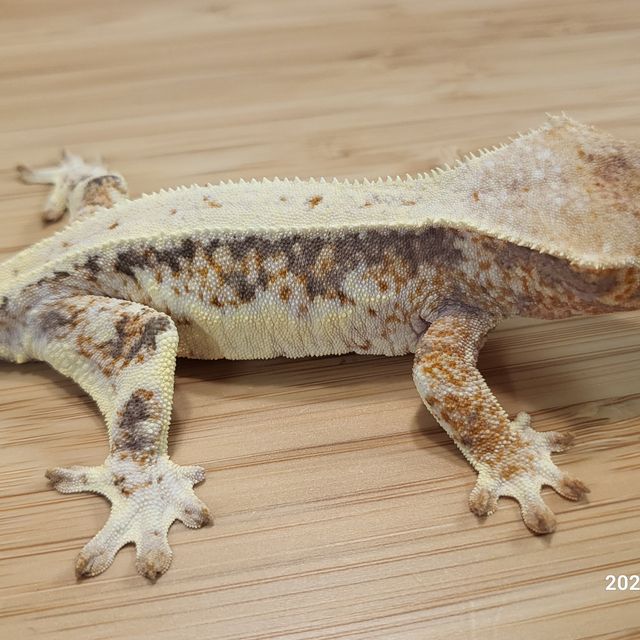 릴리화이트