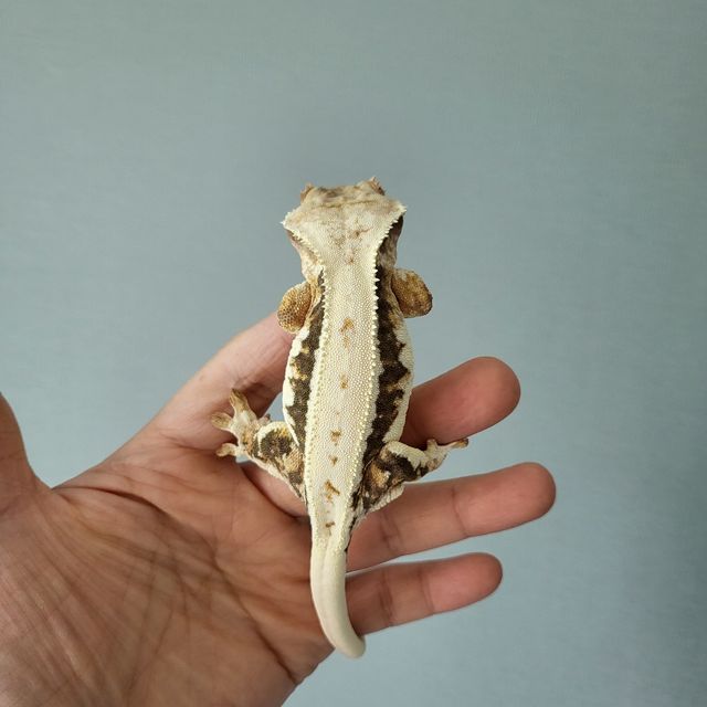 릴리화이트 트라이