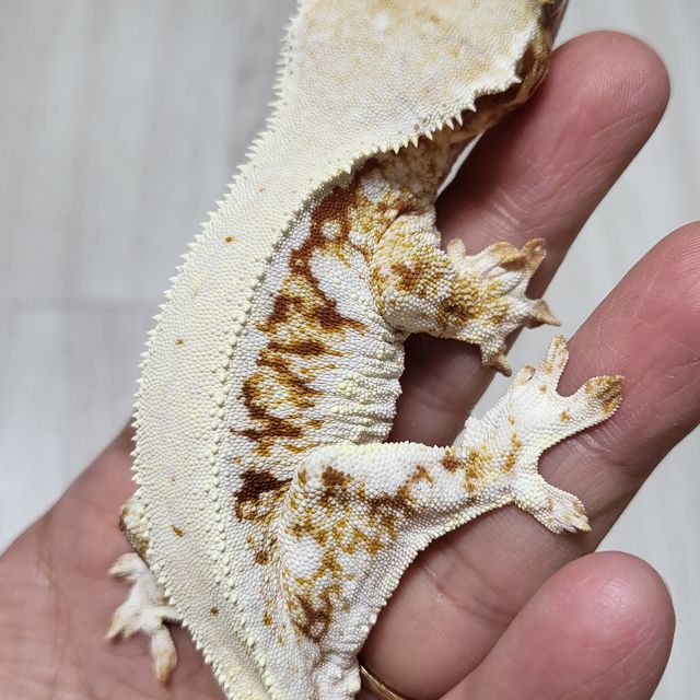 릴리화이트 레드 트라이