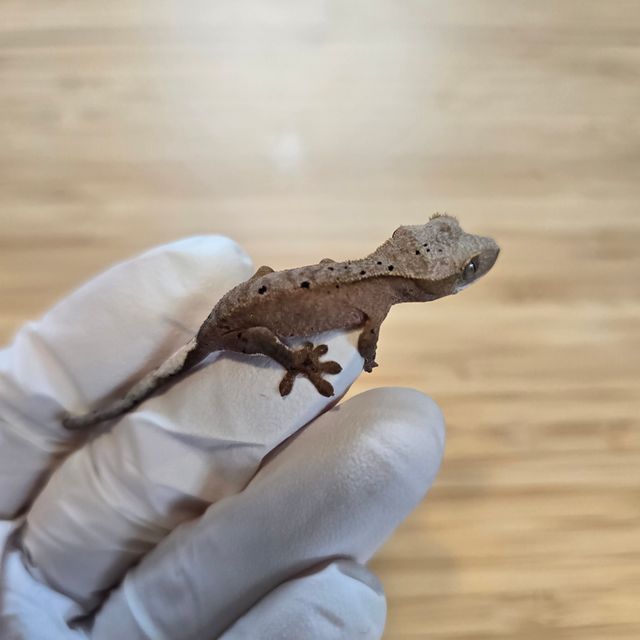노멀 달마시안