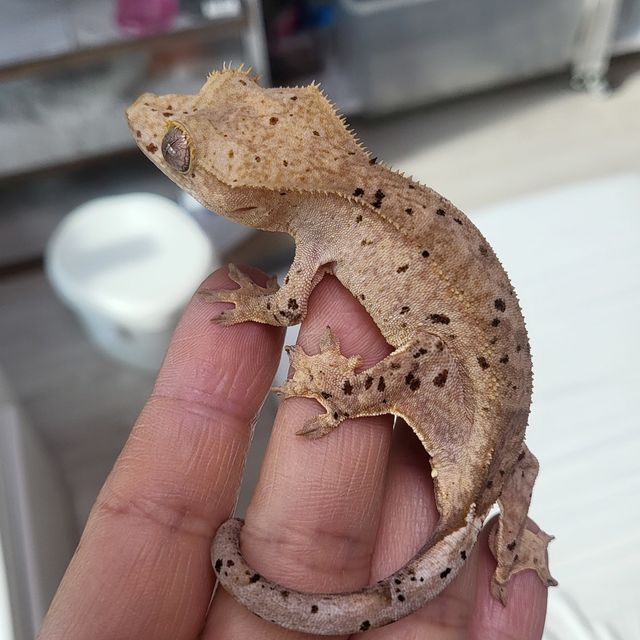 달마시안