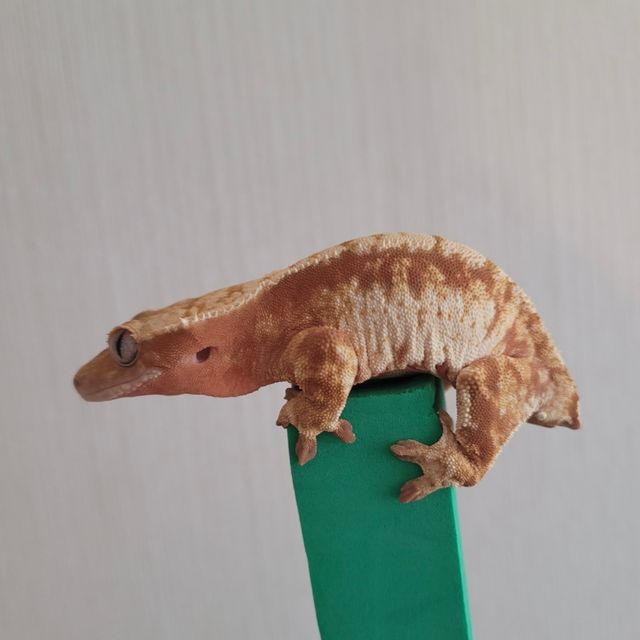 트라이 익스트림할리퀸 레드
