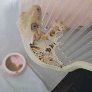 릴리화이트 솔리드백 화이트