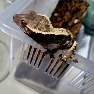 세이블 트라이 타이거 블랙