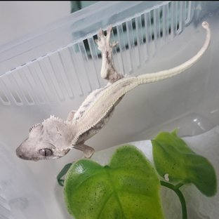 릴리 세이블 솔리드백 화이트