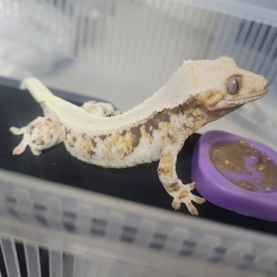 릴리화이트 솔리드백