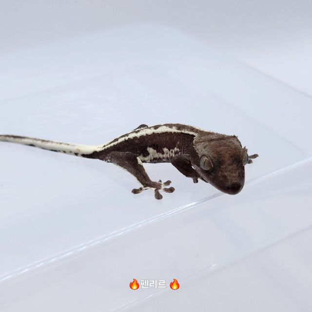 릴잔틱
