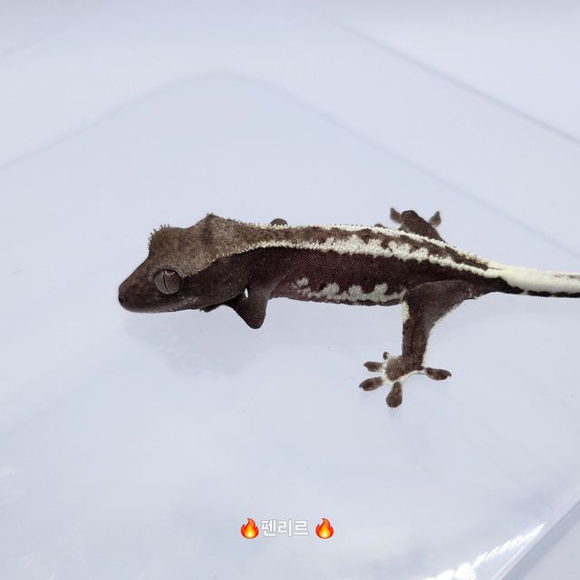 릴잔틱