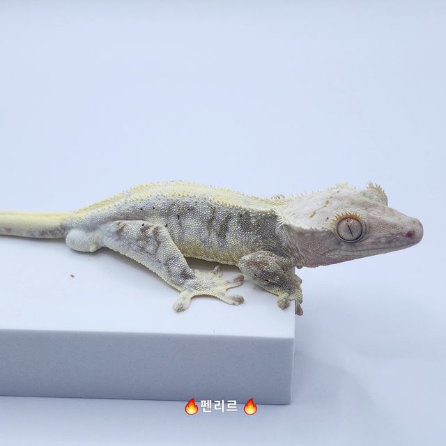 릴리100%헷아잔틱