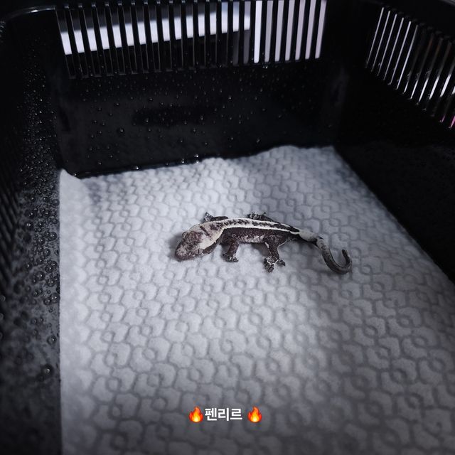 아잔틱