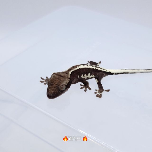 릴잔틱