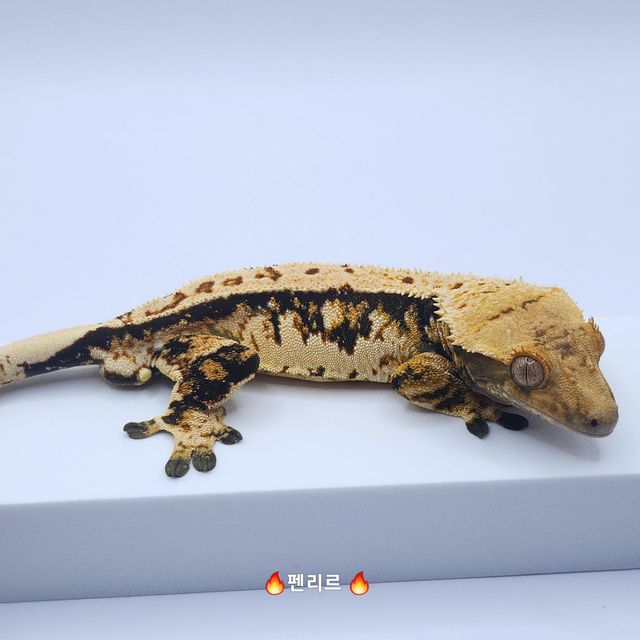 노멀