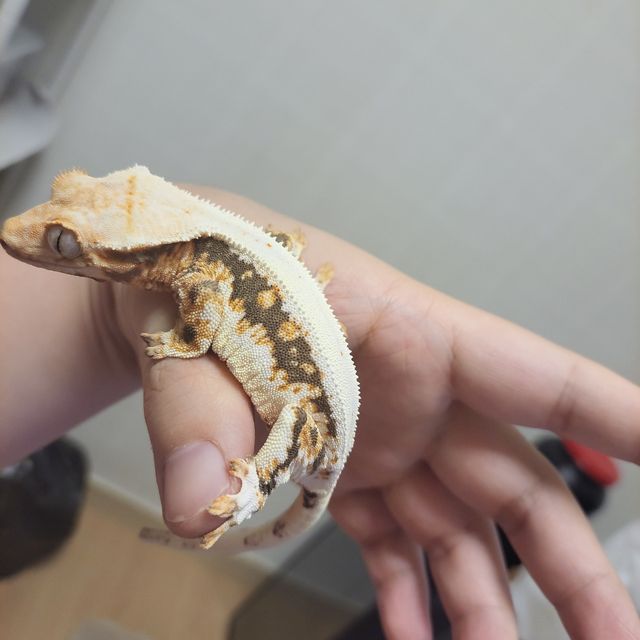 릴리화이트 트라이