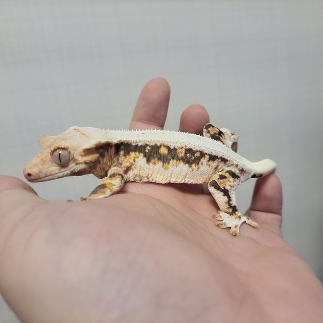 릴리화이트 트라이
