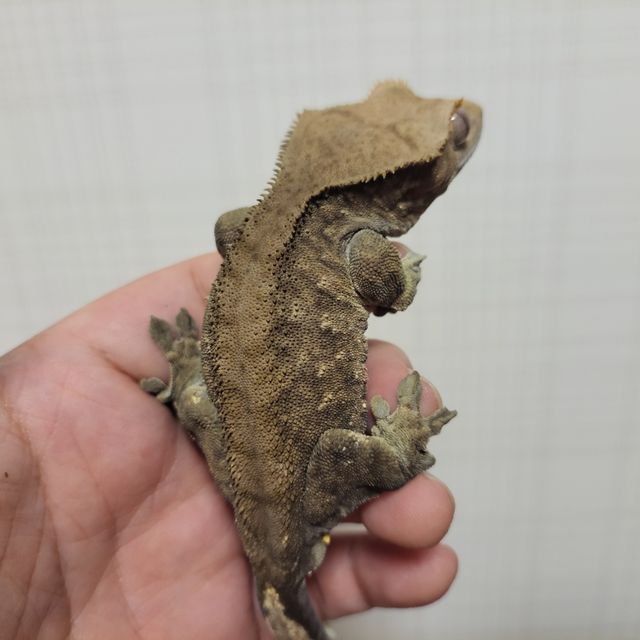 패턴리스 벅스킨 다크
