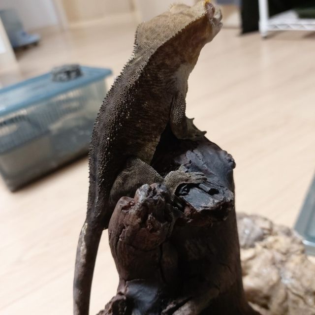 패턴리스 벅스킨 다크