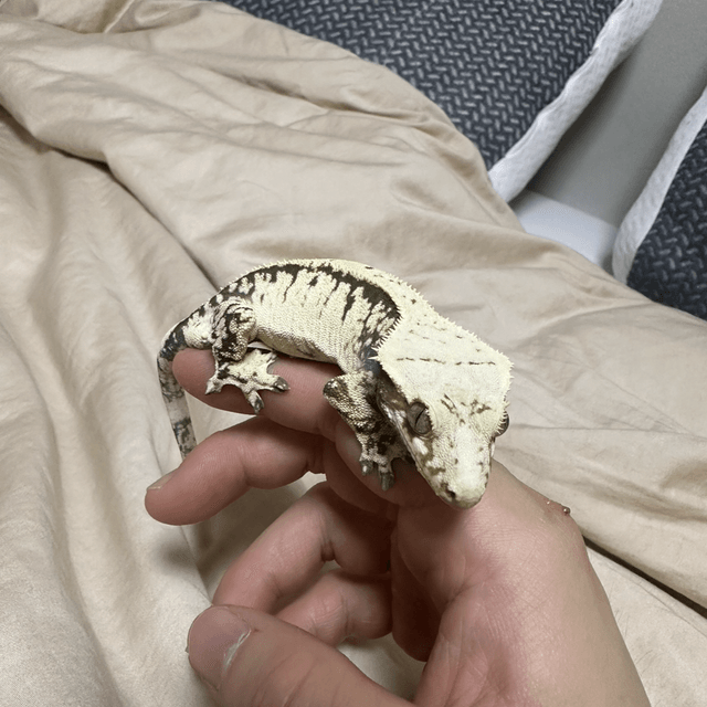 드리피 화이트 노멀