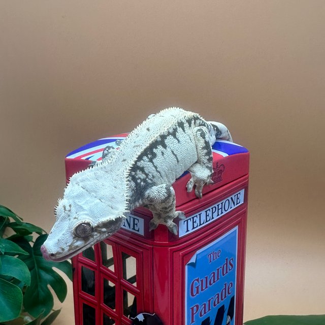 드리피 화이트 노멀