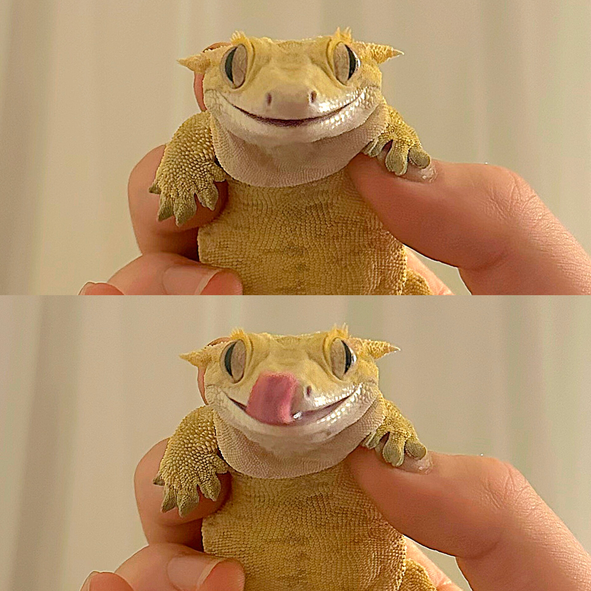 또게코