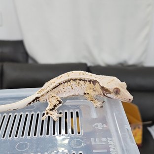 노멀 트라이 풀핀 화이트스팟 화이트크라운 화이트핀