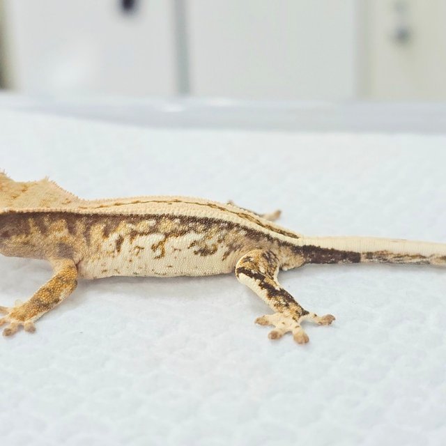 노멀 트라이 익스트림할리퀸 풀핀 화이트스팟