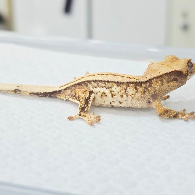 노멀 트라이 익스트림할리퀸 풀핀 화이트스팟