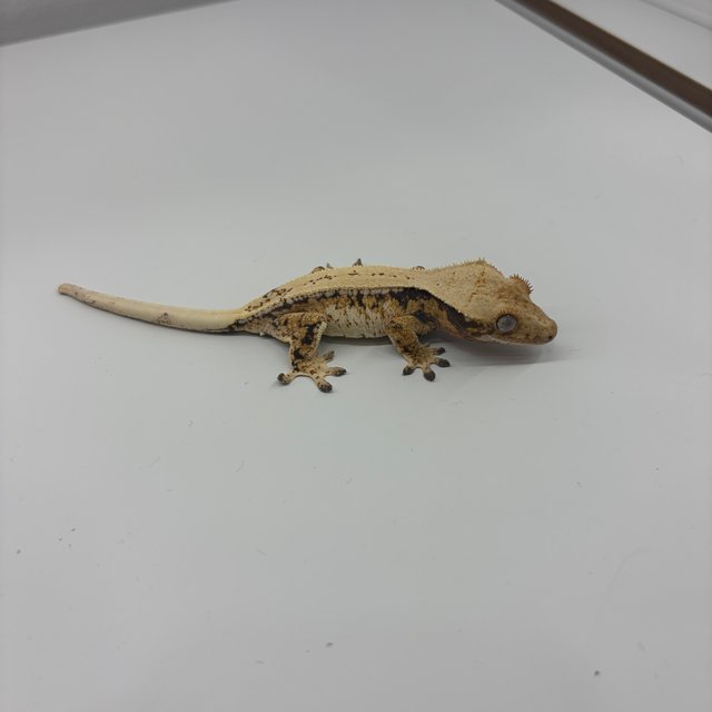 노멀 트라이 드리피