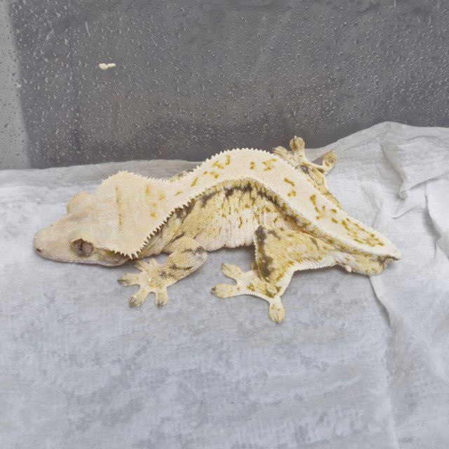 노멀 트라이 풀핀 화이트스팟 화이트크라운 화이트핀