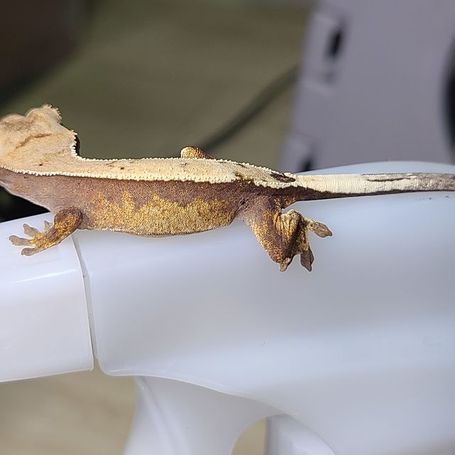 세이블