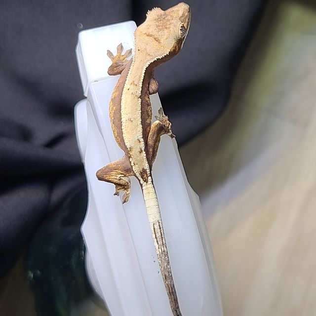 세이블