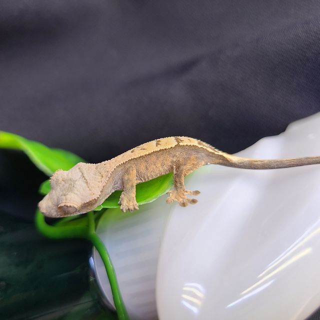 세이블
