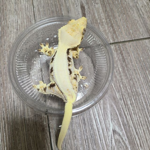 릴리화이트