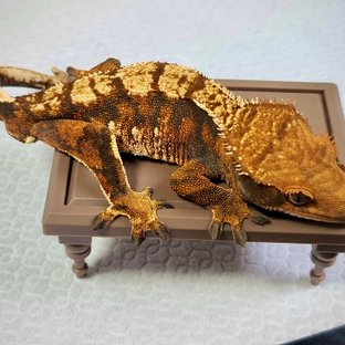 노멀 익스트림할리퀸 트라이