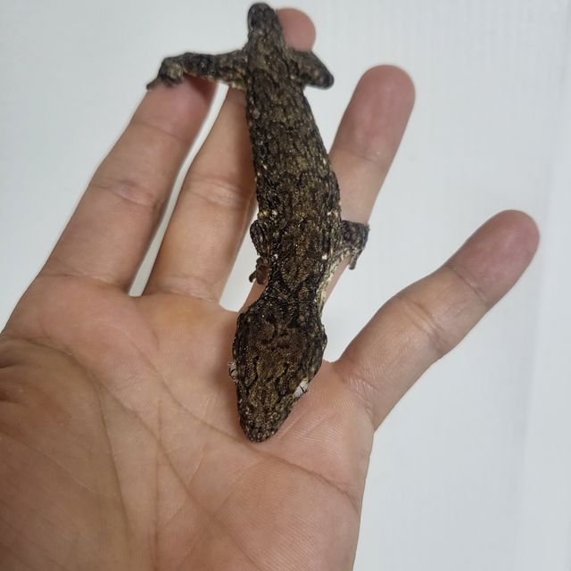 헷 멜라니스틱