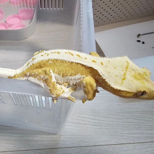 릴리화이트 크림시클