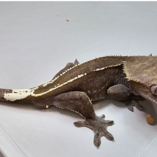 아잔틱